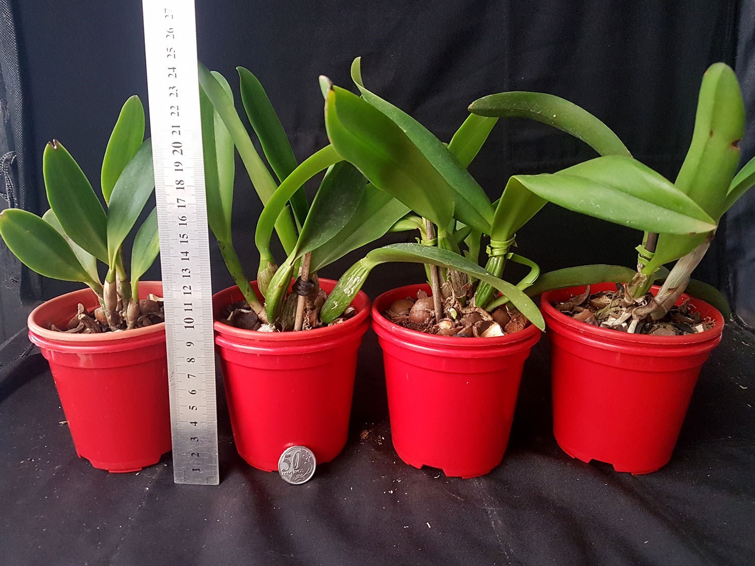 Orquidea Kit 4 Mudas Catteya 1 Ano Florir! Palntas Lindas.