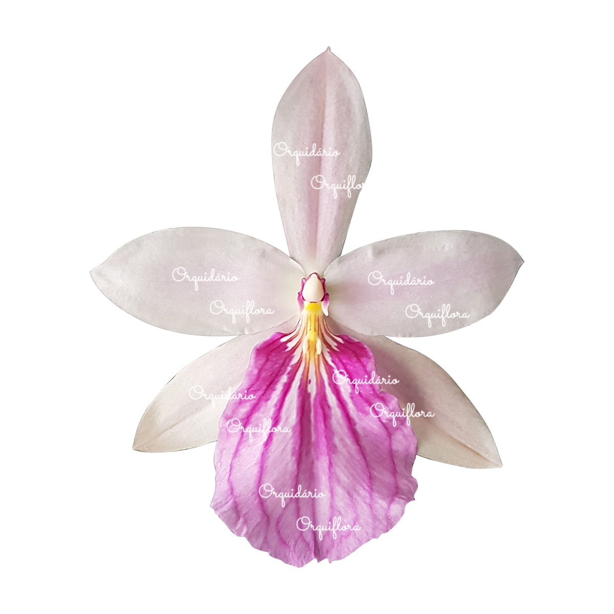 Orquídea Miltonia moreliana Semi Alba Planta Adulta Flor