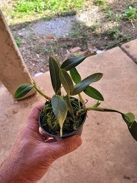 Prostechea campos-portoi