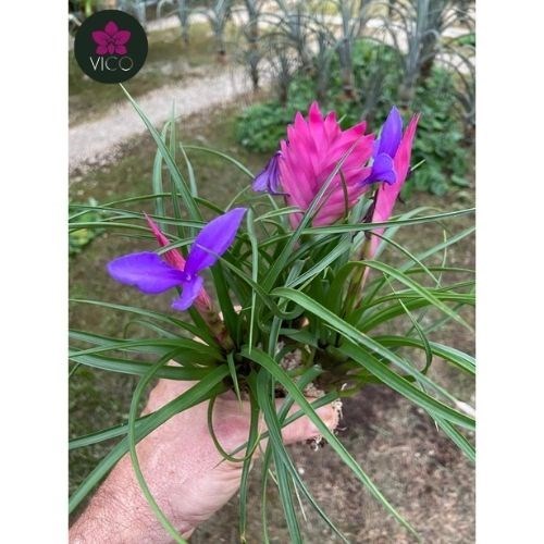 Tillandsia Cyanea