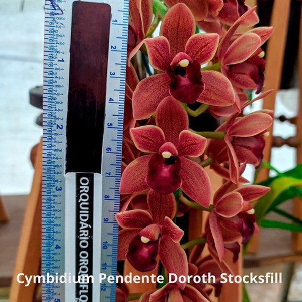 Muda Orquídea Cymbidium Pendente Dorothy Stockstill - Orquiloja