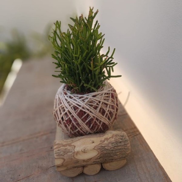 Kokedama de Folhagem Ripsalis