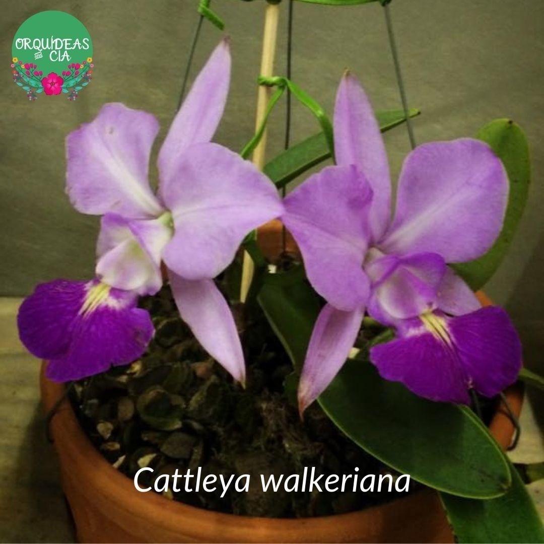 Orquídea Cattleya walkeriana tipo