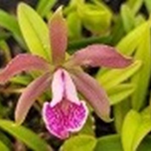 Registro Disponível: Cattleya forbesii x Encyclia Rioclarense