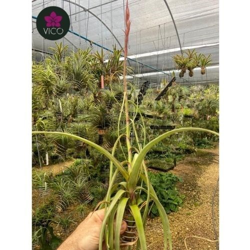 Tillandsia Balbisiana 