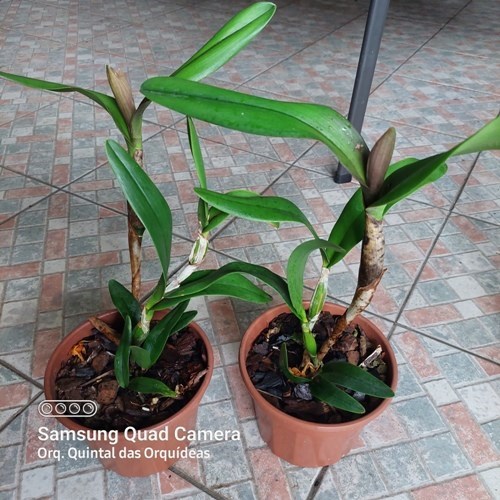 Epicatanthe Volcano Trick - Adulto