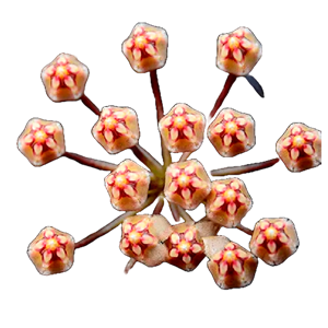 Flor de cera Hoya micrantha muda enraizada no pote nº 6