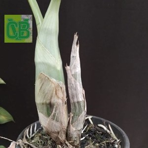 Orquídea Catasetum (J.Burchett x Orchidglade) x (J.Burchett x S.Fuchs x dupliciscutula - Cod. S7164