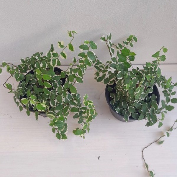 Folhagem Hera unha de gato variegata (Ficus pumila "White Sunny")