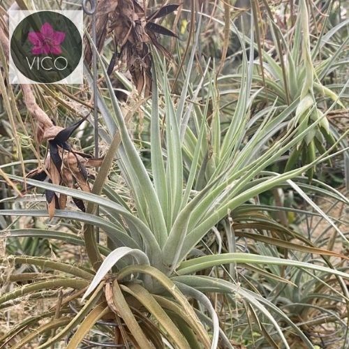 Tillandsia pohliana