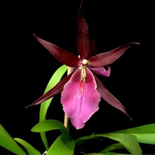 Orquídea Miltassia Royal Robe ! Planta Adulta !