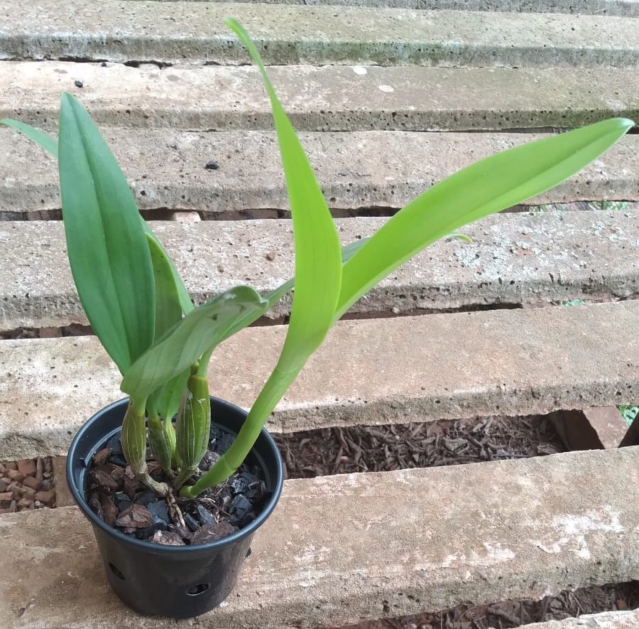 Dendrobium spectabile