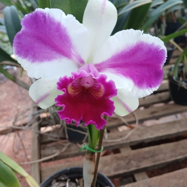 Orquidea Lc. Remo Prada 'Crown'