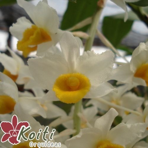 Orquídea Dendrobium Cream Cascade - Tamanho 4