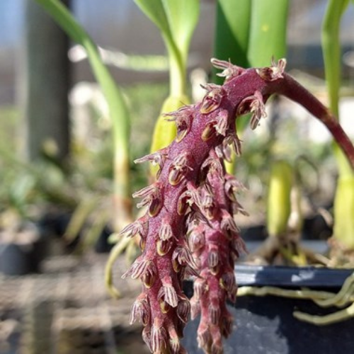 Orquídea Bulbophyllum saurocephalum "Hihimanu"