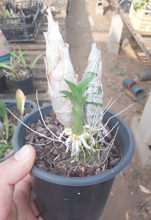 Orquídea Catasetum Negro- Fredclarkeara After Dark