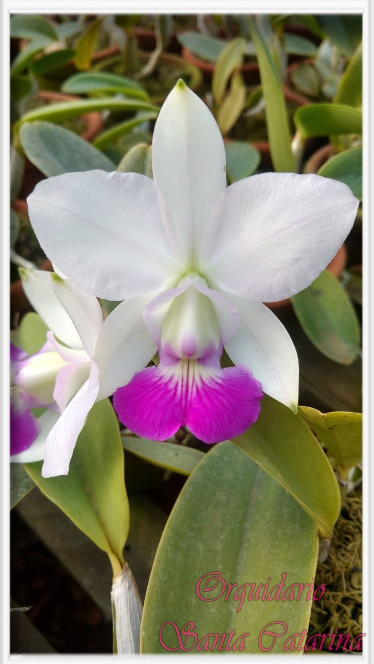 Orquídea Cattleya walkeriana (Equilab x Tokio S/ Alba)