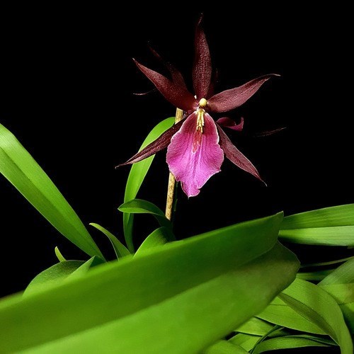 Orquídea Miltassia Royal Robe ! Planta Adulta !