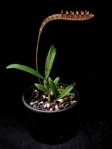 Orquidea Exótica Bulbophyllum falcatum Planta Adulta