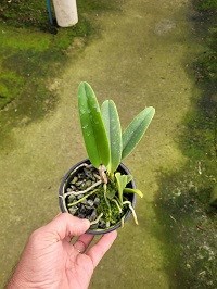 Cattleya mossiae ( semi alba x semi alba )