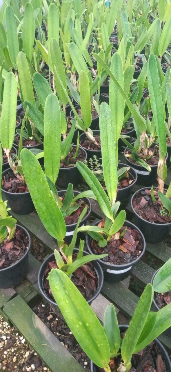 Orquídea Laelia purpurata alba x concolor