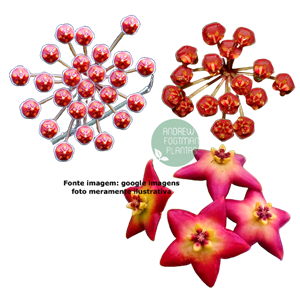 Combo das flores de cera peludinhas Hoya tsangii, Hoya bilobata e Hoya Cv. Optimistic