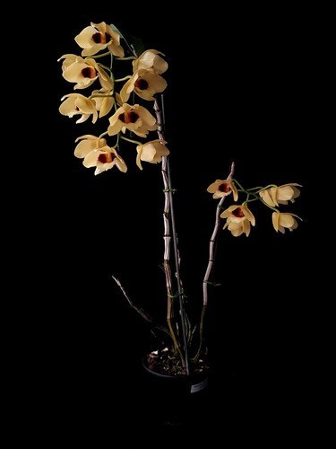 Orquídea Dendrobium Gatton Sunray Planta Adulta Flor Amarela