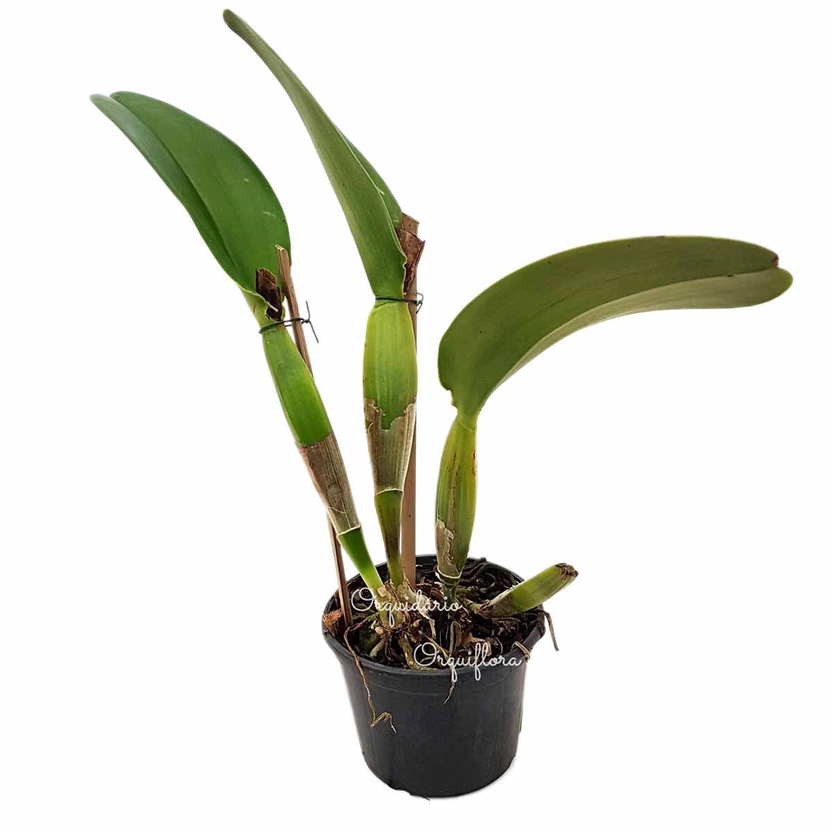 Orquídea Cattleya Flor Amarela Planta Adulta