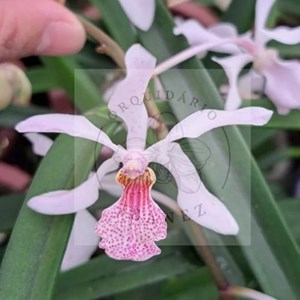 Holcoglossum subulifolium x rhyncostolis gigantea ( pink )