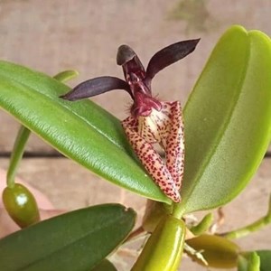Orquídea Bulbophyllum brevicarpum (urubu tomando sol)