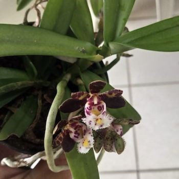 Gastrochillus bellinus