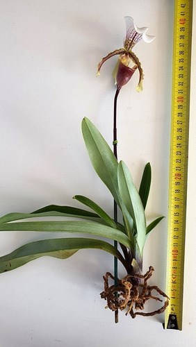 Orquidea Kit 4 Orquídeas Raras!!!