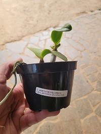 Caulocattleya Pink Glory