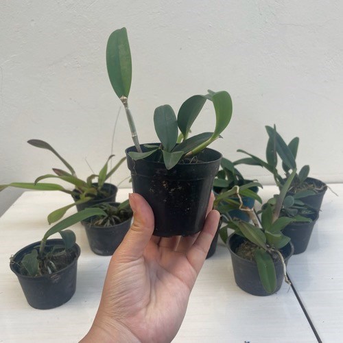 Kit 10 Mudas de Cattleya Pequenas coloridas com identificação