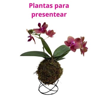 Kokedama de Orquídea Mini Phalaenopsis (Bailarina) Acabamento Neutro para Presente Dia das Mães