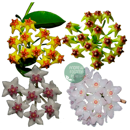 Combo nº 4 das flores de cera pendentes mudas enraizadas no pote nº 6