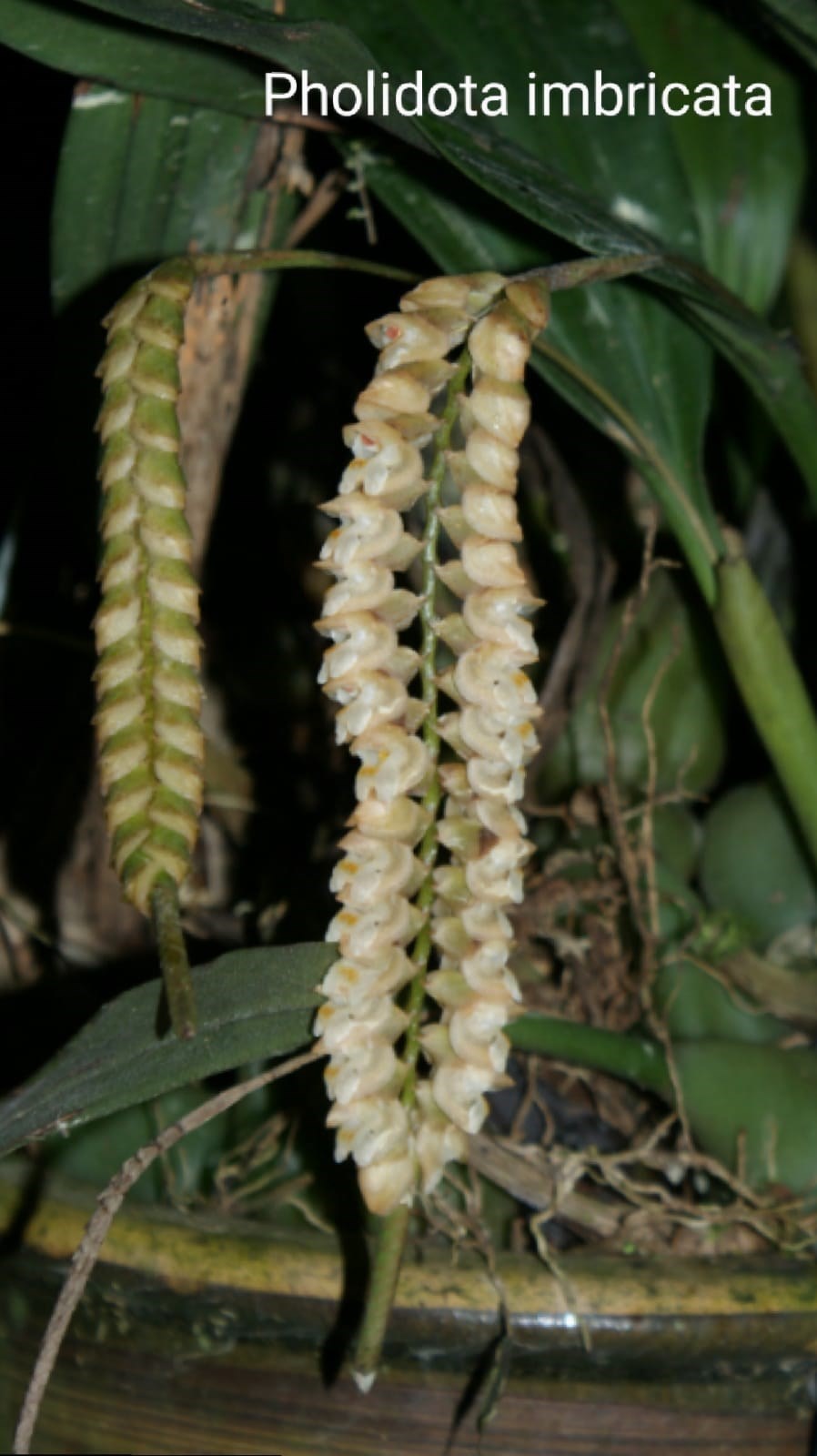 Orquídea Pholidota imbricata