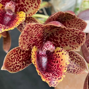 Fredclarkeara After Dark 'Sunset Valley Orchid' - ADULTO