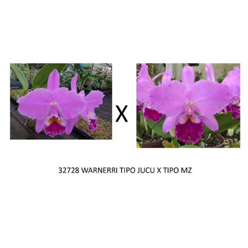 Frasco de Orquídea 32728 WARNERRI TIPO JUCU X TIPO MZ