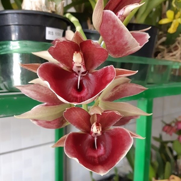 Orquídea Catasetum Pileatum var. Imperial Pierre Couret - Adulto - Orquiloja