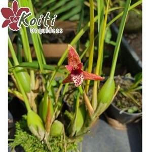 Orquídea Maxillaria tenuifolia - Adulta