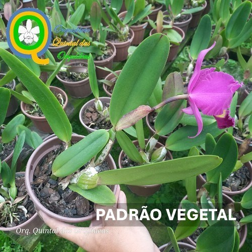 Rlc. Sweet Anniversary - ADULTO