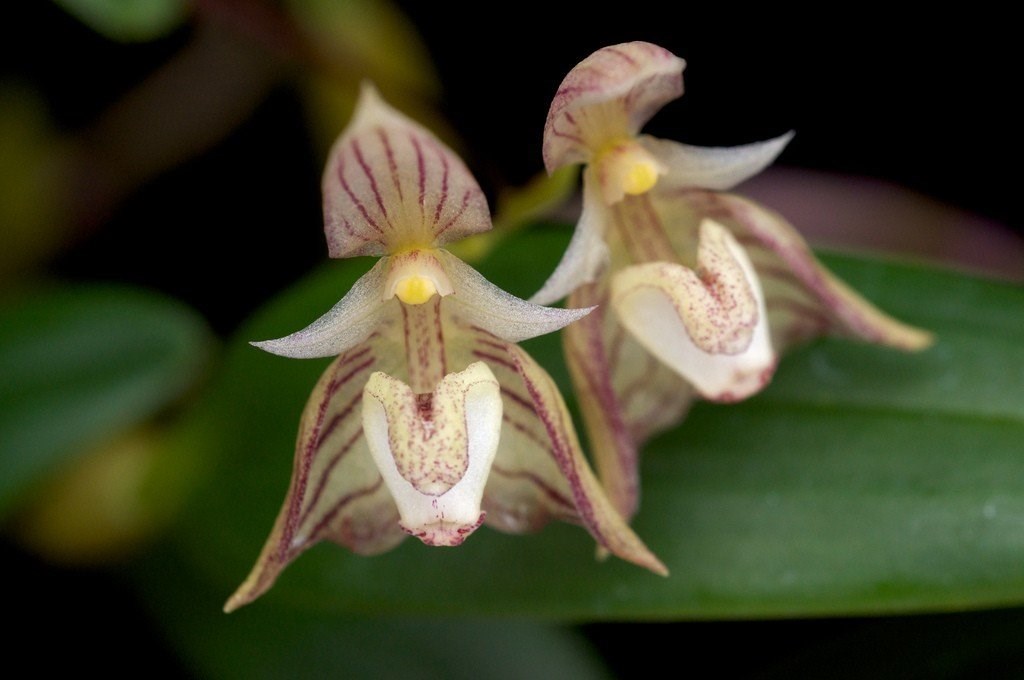 Orquídea Bullbophillum Ambrosia