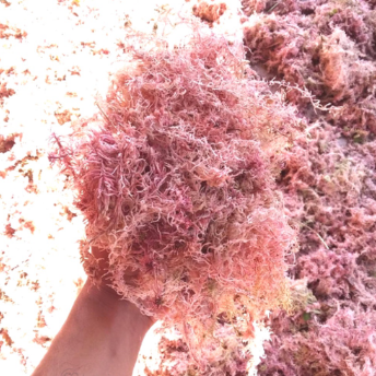 Substrato Musgo Nacional/Sphagnum