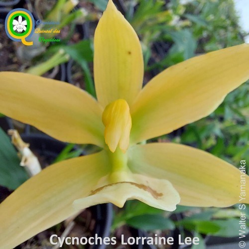 Cycnodes Lorraine Lee - Adulto