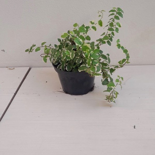 Folhagem Hera unha de gato variegata (Ficus pumila "White Sunny")