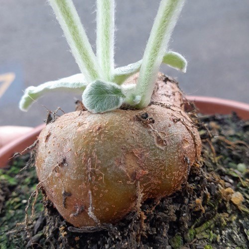 Folhagem Rainha-do-abismo (Sinningia leucotricha)