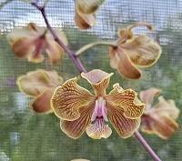 Kit com 04 Encyclia especiais