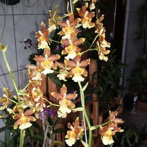Orquidea Oncostele Catatante - ADULTO