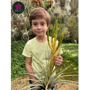 Tillandsia Fasciculata Densispica Variedade Alba (Raríssima)